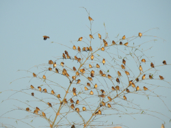 பள்ளி காலே படம்