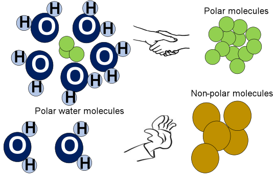 Чому олія не змішується з водою? | photo: https://www.edustoke.com/blog/oil-and-water-do-not-mix/